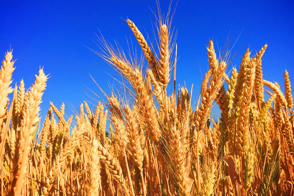 Wheat grain in field