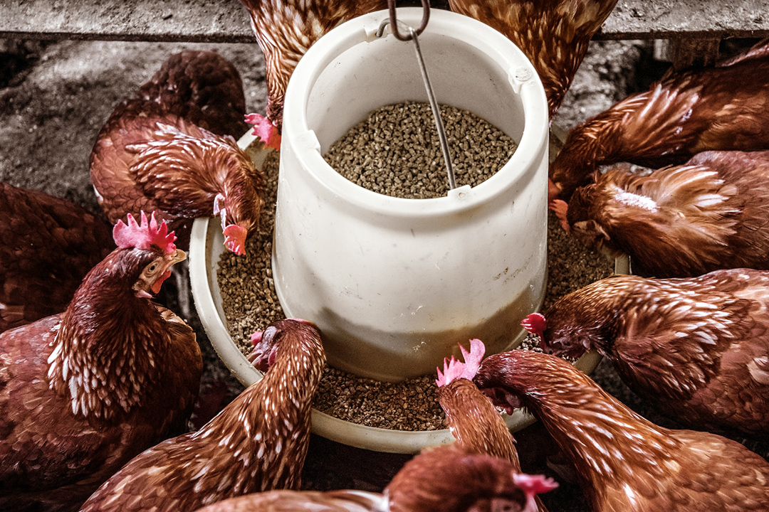 Why bulk bags are the best choice for animal feed