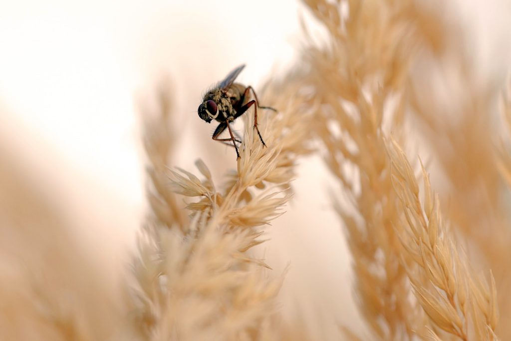 Close-up photo of a fly on a seed crop