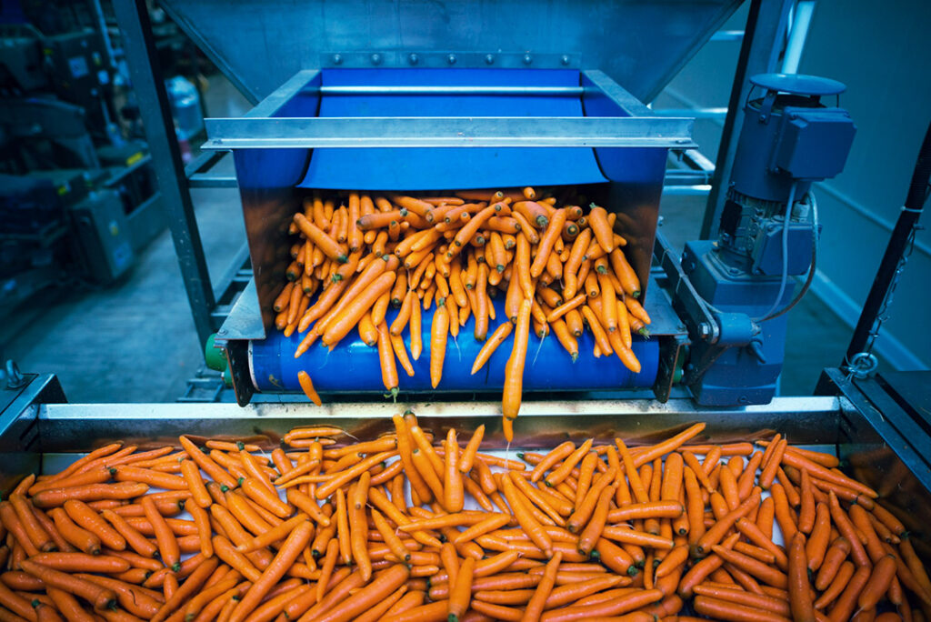 A large load of carrots travelling up a conveyor belt in the food processing industry.