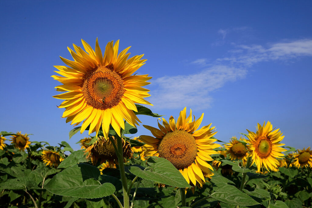 Yellow sunflowers in front of a blue summer sky.