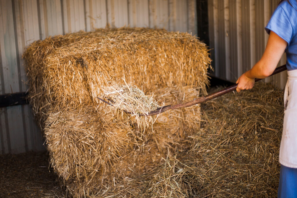 A farmer uses a pitchfork to move hay.