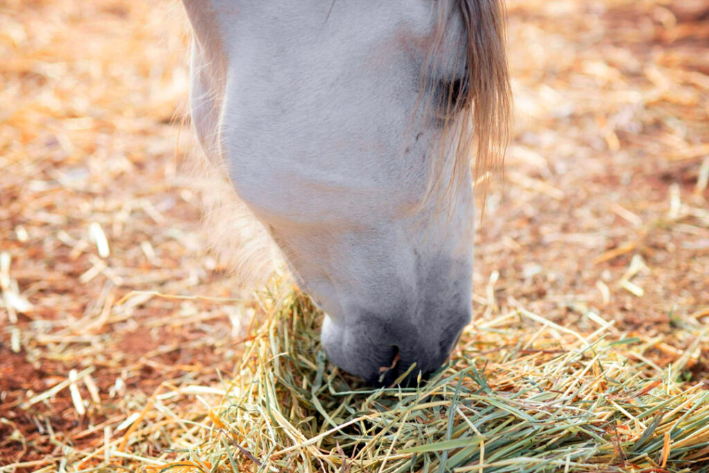 A white horse eating green hay from the ground.
