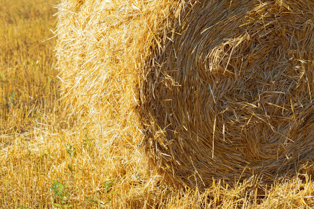 A close-up of a large roll of hay in a field.