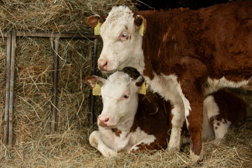 Two brown and white cows in front of a hay stack.