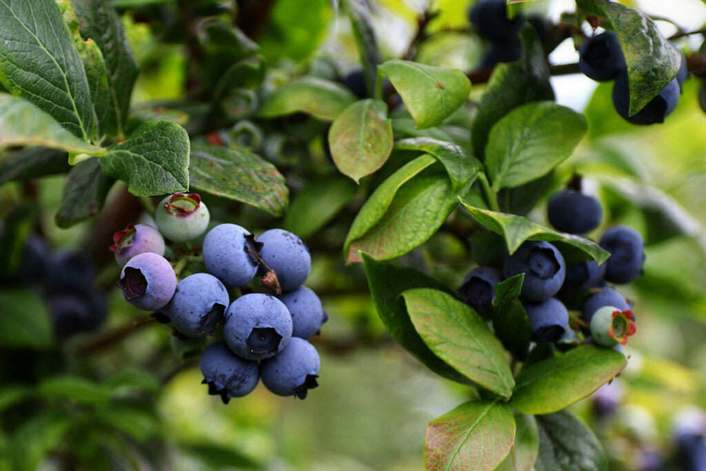 A bunch of purple blueberries on a tree with green leaves