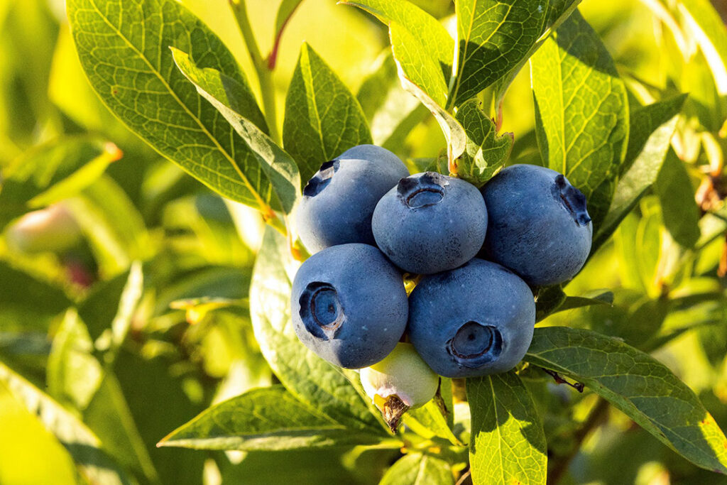 A vibrant bunch of ripe blueberries on the tree