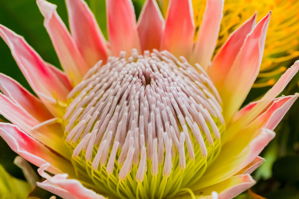 A close-up of a king protea, South Africa's national flower.