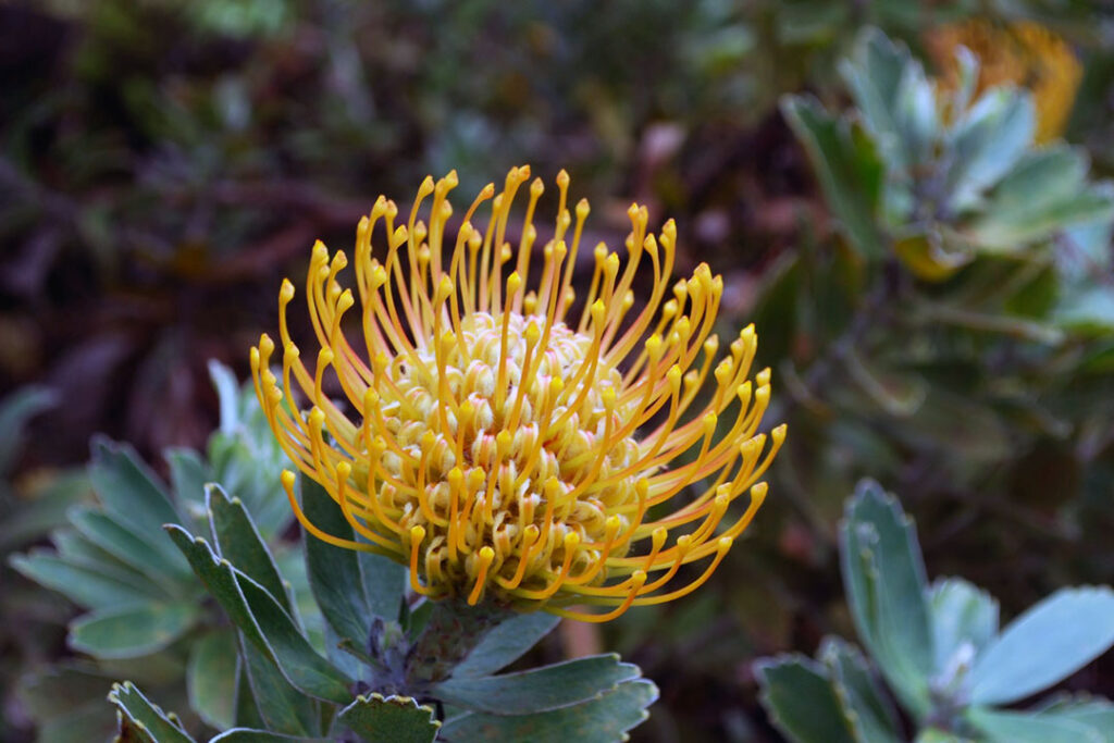 A yellow pincushion protea on a green bush.