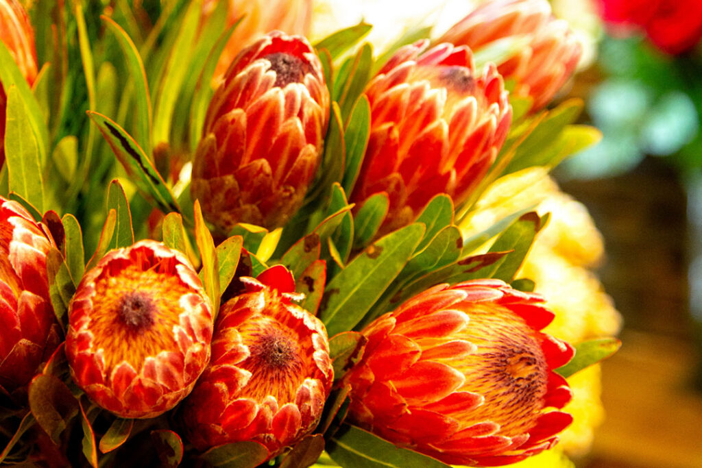 A bunch of red proteas in a beautiful bouquet.