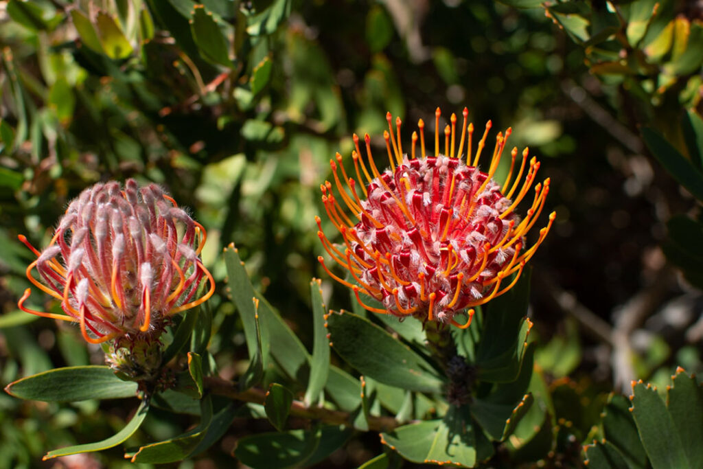 Two pincushion proteas on a green bush.
