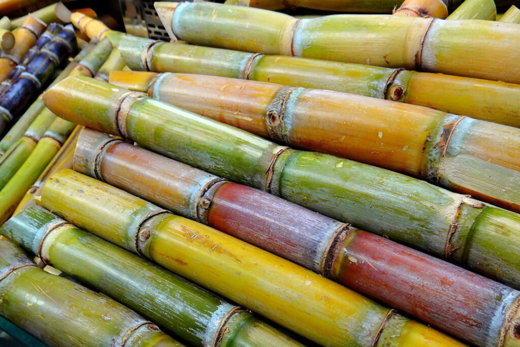 Sugar cane sticks in a pile before being processed in the mill.