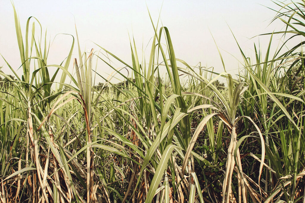 A close-up of sugar cane leaves