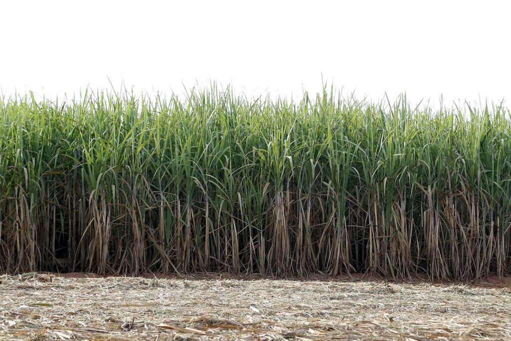 Sugar cane on an estate.