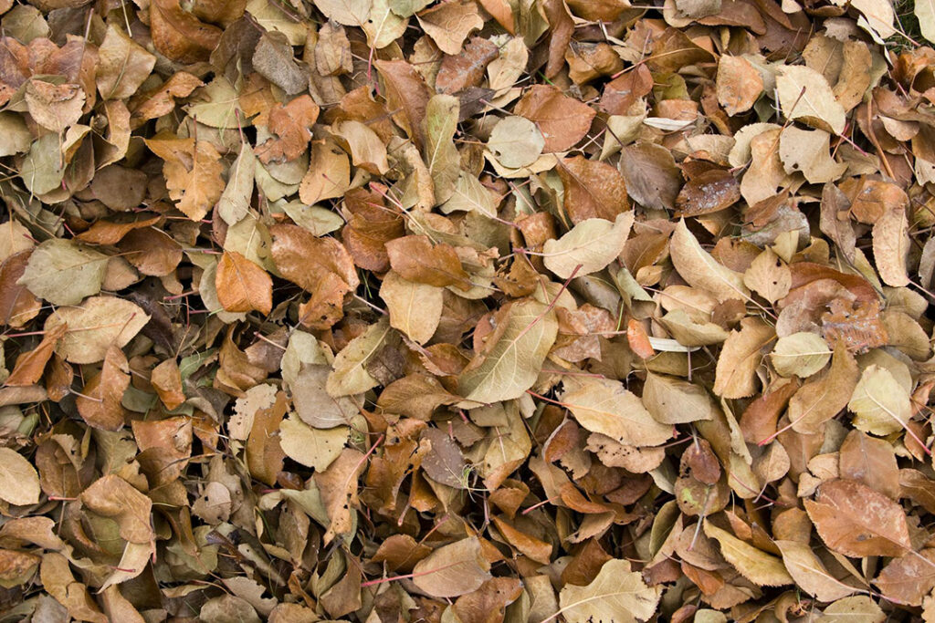 A large pile of brown leaves after Autumn