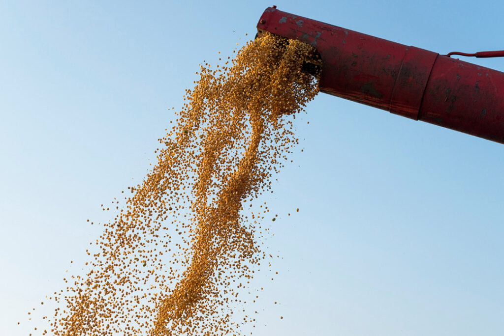 Grain flowing out of a combine harvester nozzle.