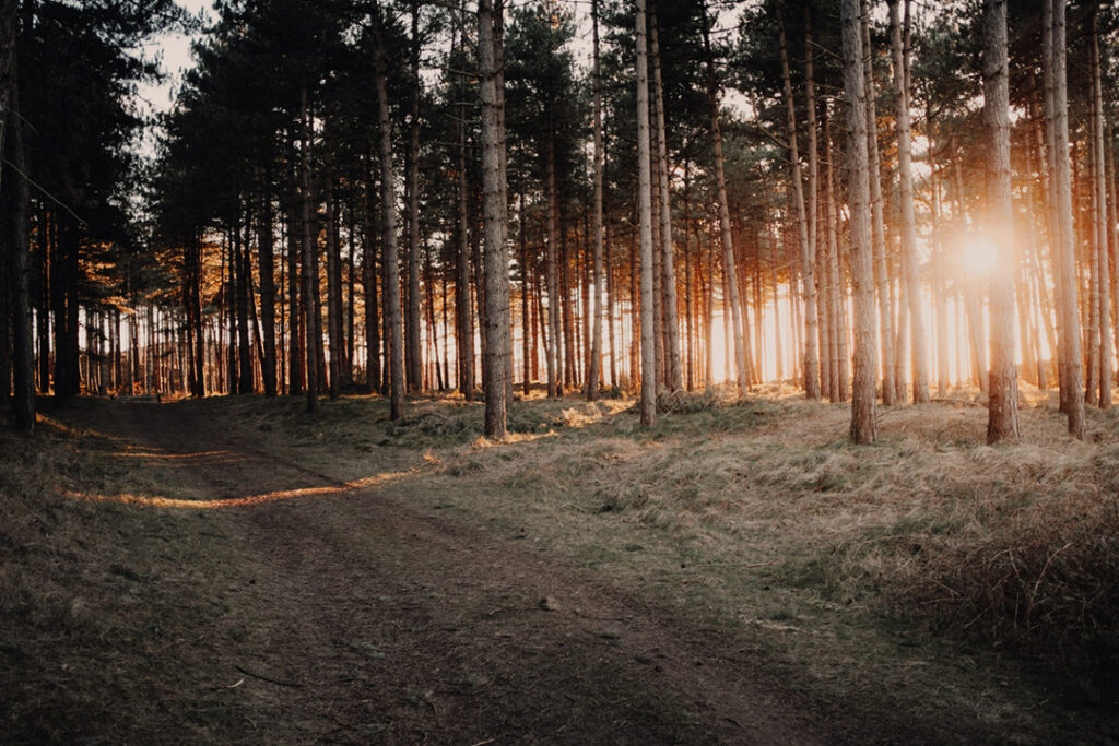 Sunlight beaming through the trees in a pine forest in the late afternoon