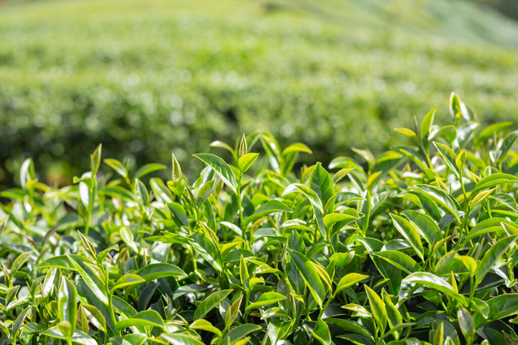 Green tea leaves on a tea plantation
