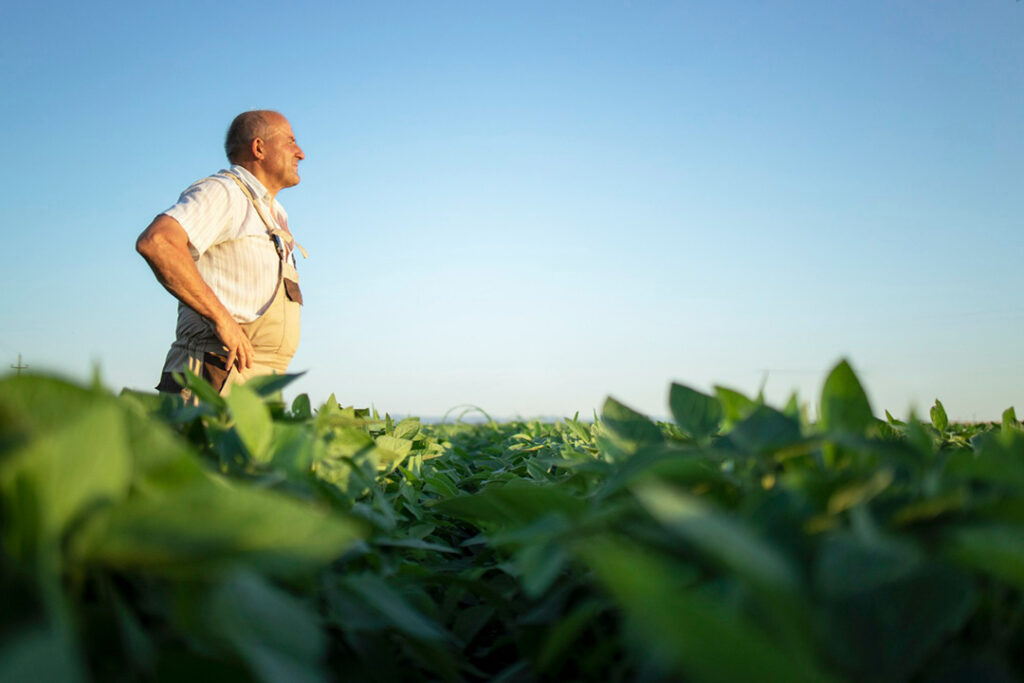 An elderly farmer standing in his field of soybean plants