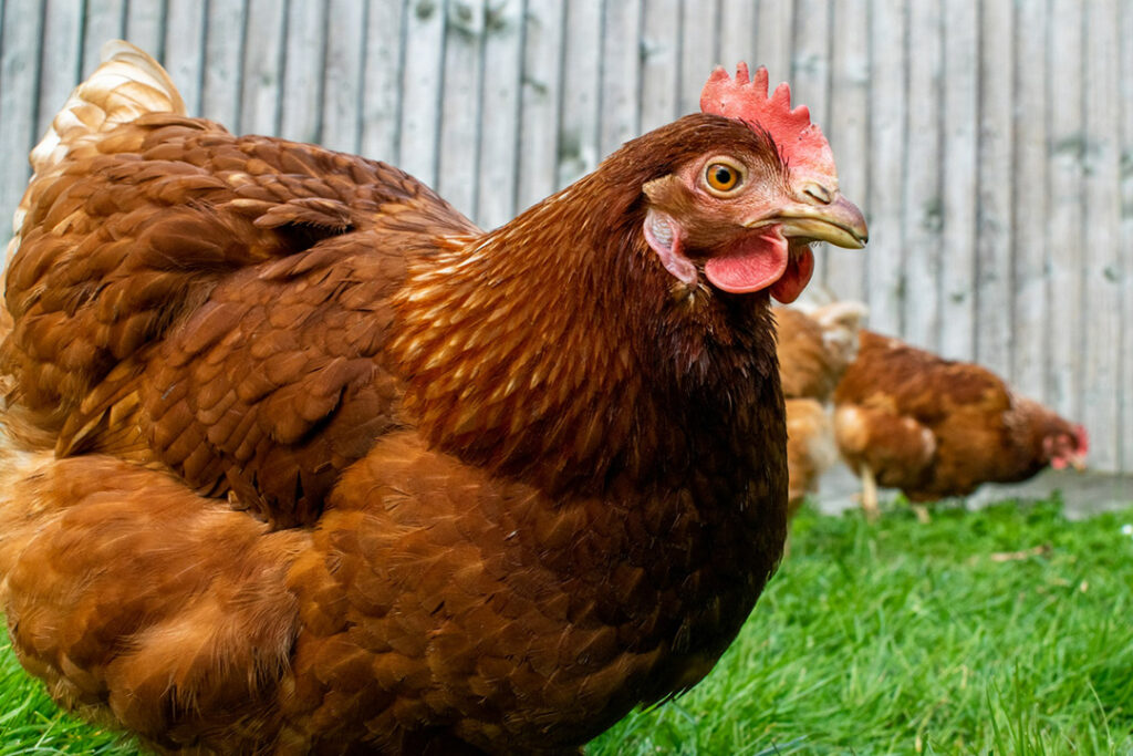 A fat brown hen in a grass field.