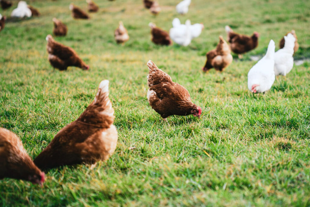A flock of brown free-range chickens on a grass field.