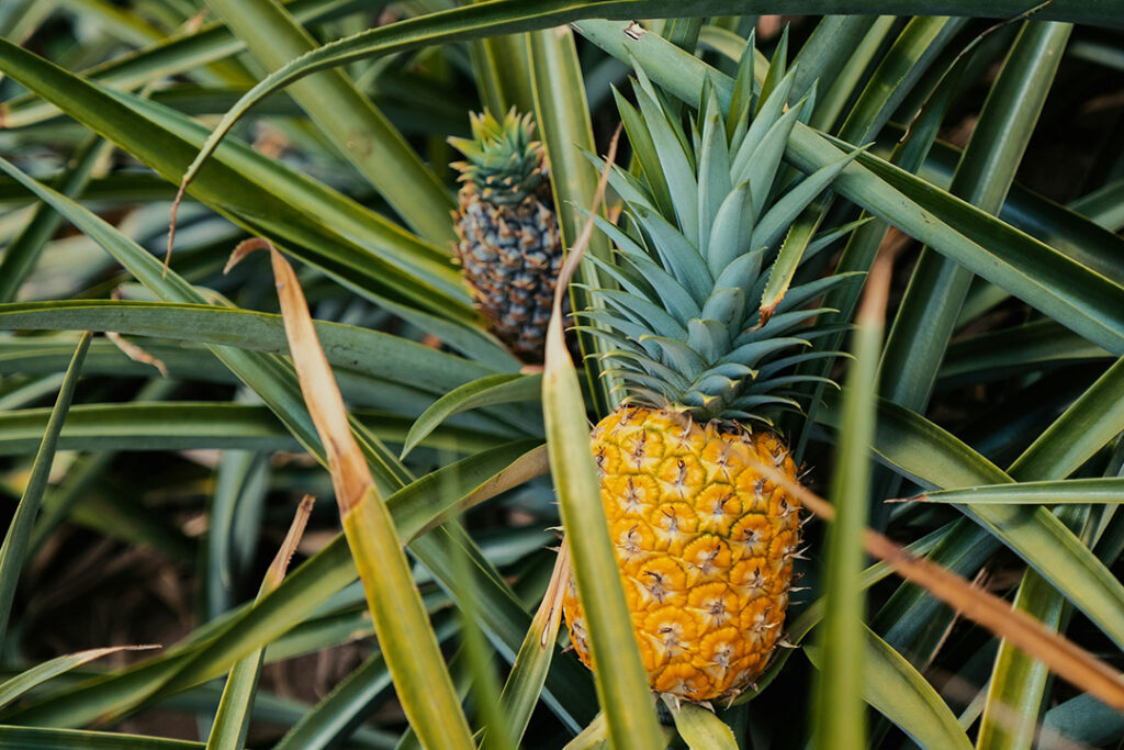 A ripe pineapple on the stalk in a field.