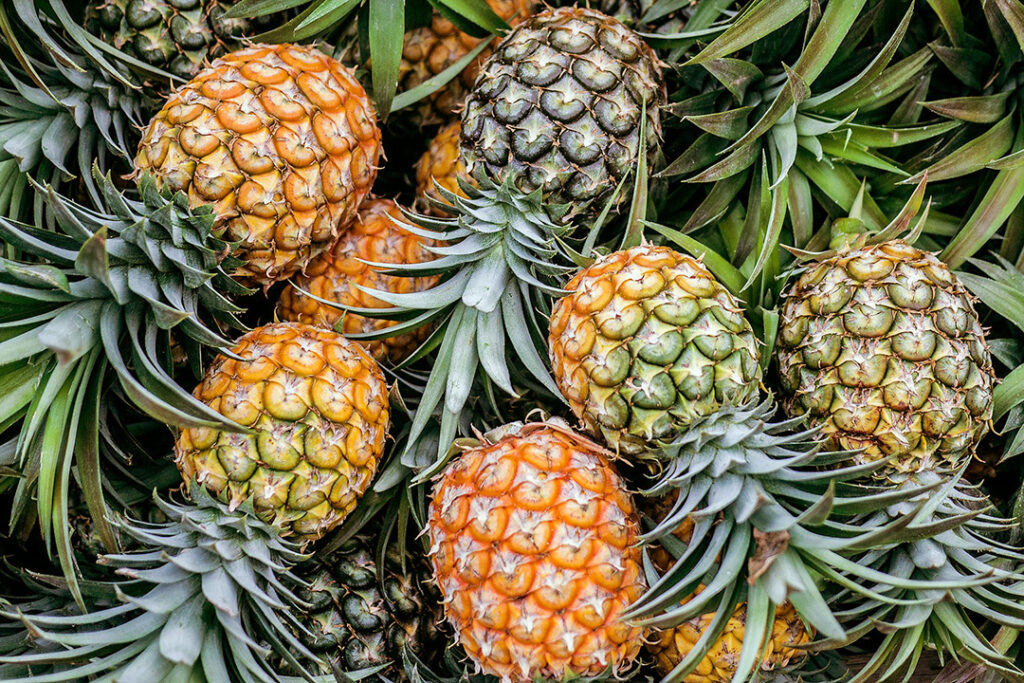 A bunch of ripe pineapples in a large pile.