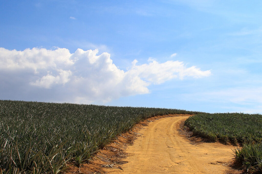 A pineapple farm in South Africa