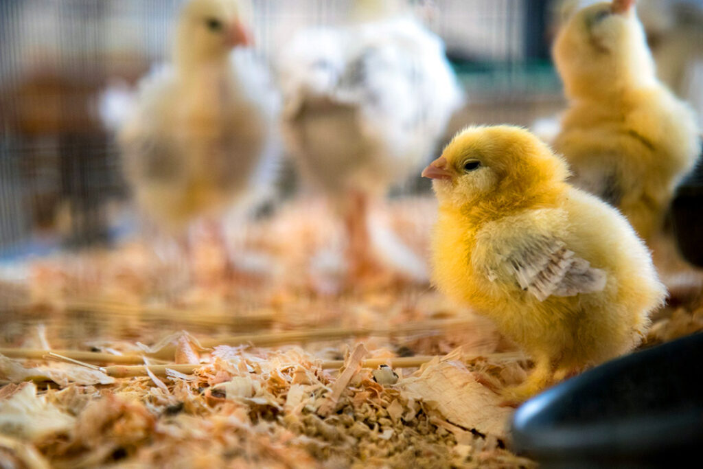 A yellow chick standing on poultry bedding.