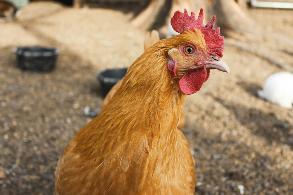A brown hen standing on poultry bedding made from wood shavings.